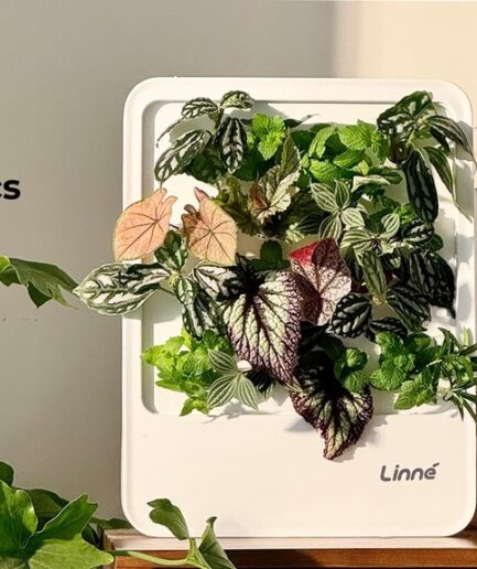 LinnéGarden｜自動循環水システムを備えた垂直水耕栽培プランターボックスで、緑豊かなインテリア空間を演出