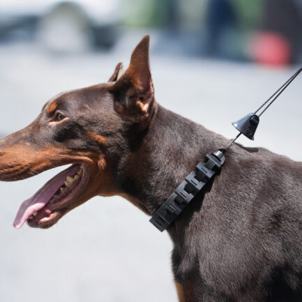 DYCO™ Lite｜愛犬の散歩を変えるレスポンシブビヘイビアガイダンスカラー