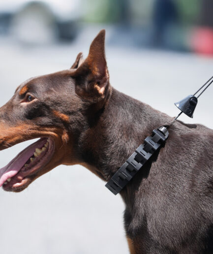 DYCO™ Lite｜愛犬の散歩を変えるレスポンシブビヘイビアガイダンスカラー
