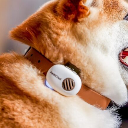 PettiChat｜ペットとの心を通わせるリアルタイム双方向翻訳機